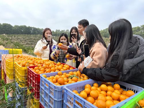 超百萬粉絲大V直播帶動貢柑銷售 仁化農(nóng)產(chǎn)品銷售模式轉(zhuǎn)型升級持續(xù)發(fā)力中