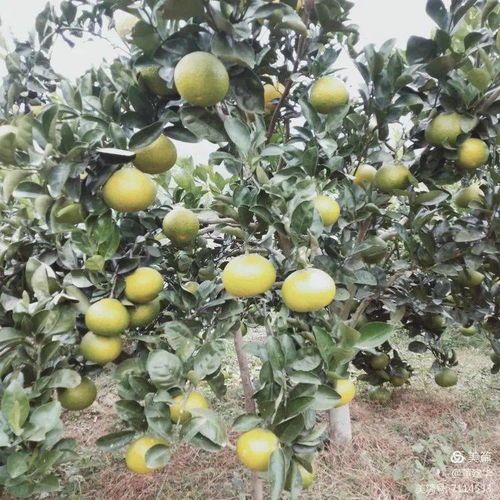 新橋這種水果你一定沒(méi)有吃過(guò)