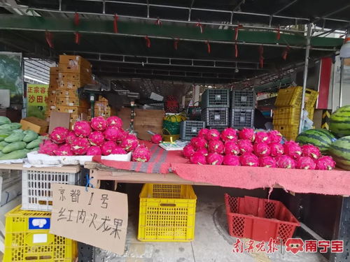 南寧人有口福了 本地火龍果將大量上市 記者提前探 價(jià)