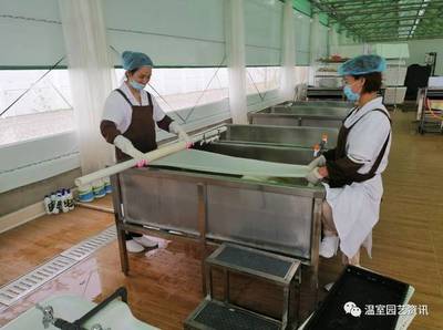 探秘京東植物工廠:產(chǎn)銷一體化,破解農(nóng)產(chǎn)品銷售難題!