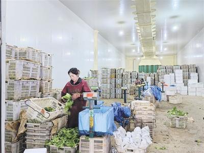 云南馬龍:農產品“冷處理”帶來增收“熱效應”
