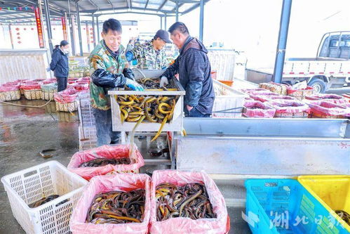 洪山菜薹仙桃黃鱔入選農(nóng)業(yè)品牌培育 國榜
