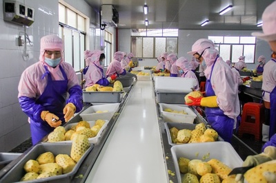 徐聞菠蘿深加工前景闊!中國菠蘿第一鎮(zhèn)鎮(zhèn)長:將為企業(yè)進(jìn)駐提供優(yōu)惠!