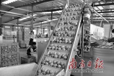 農業(yè)大市如何強起來