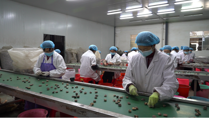 湖北農業(yè)開放之窗|黑蒜、茶葉、香菇醬.這些隨州出口產品“亮”了