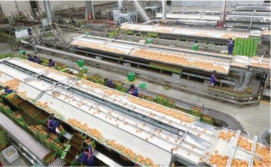 某企業生產車間內,機械化作業線正在對贛南臍橙進行品質分選。 農民日報·中國農網記者 丁樂坤 攝