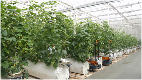 蘇寧家樂福簽約南通萬畝蔬菜基地 打造近場會員店新鮮短供應鏈